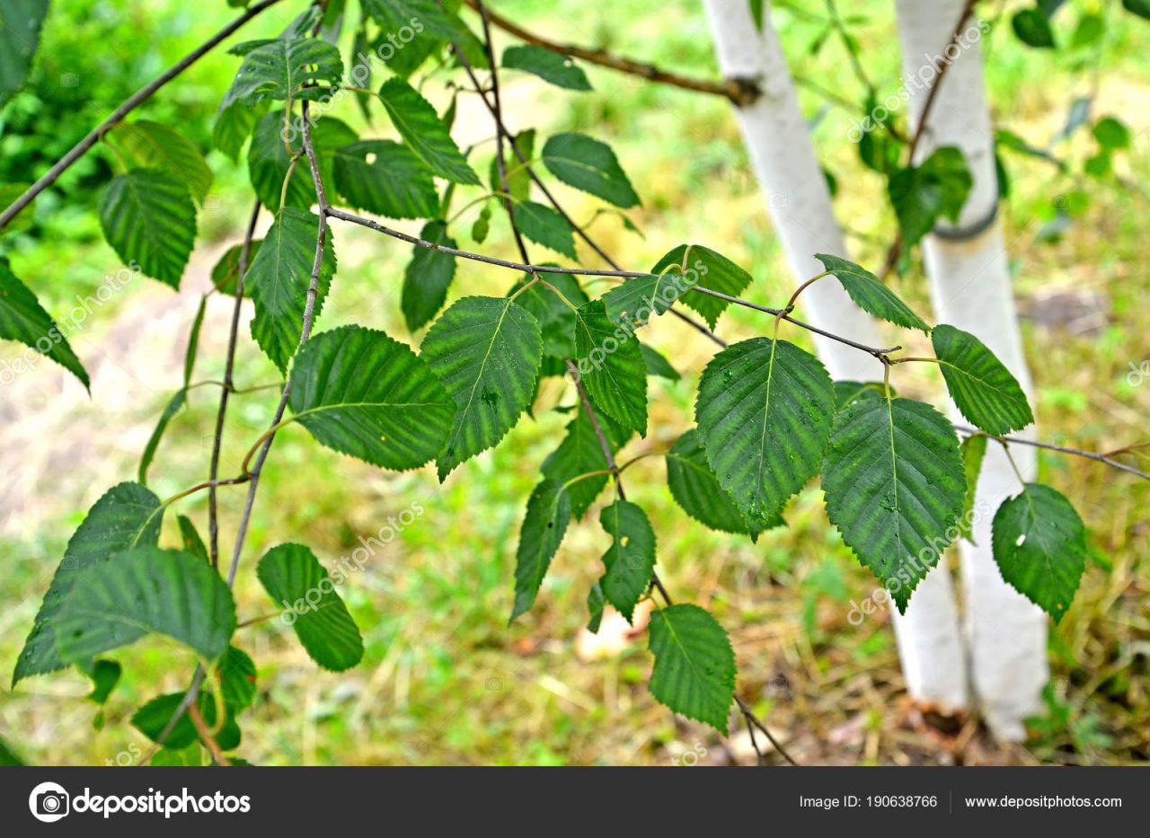 Betula utilis 'Doorenbos'- Himalájai nyír, K70, Tk12/14, 3xi.