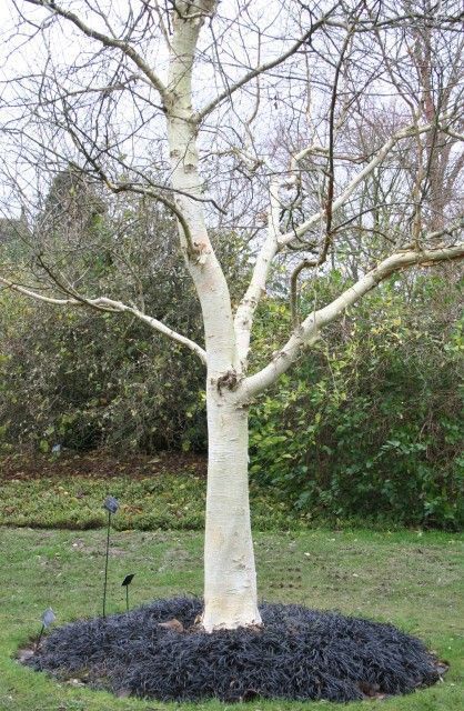 Betula utilis 'Doorenbos'- Himalájai nyír, K70, Tk12/14, 3xi.