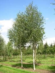 Betula utilis 'Doorenbos'- Himalájai nyír, K70, Tk12/14, 3xi.