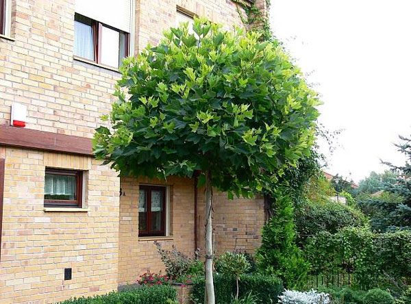 Platanus acerifolia 'Alphen's Globe' - Gömb platán K25, Tm220