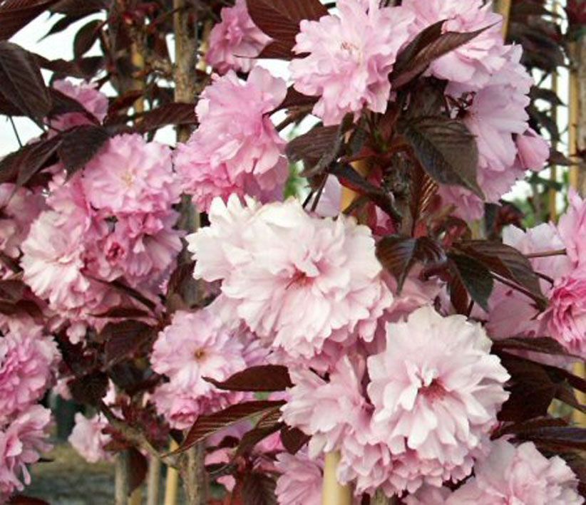 Prunus serrulata 'Royal Burgundy' - Japán díszcseresznye, Tm220
