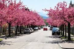 Prunus serrulata 'Shidara Yoshimo' - csüngő ágú japán díszcseresznye