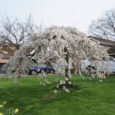Prunus serrulata 'Shidara Yoshimo' - csüngő ágú japán díszcseresznye