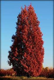 Quercus x bimundorum ‘Crimson Spire’ – bíbor ,oszlopos hibrid tölgy