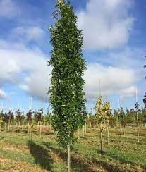 Quercus palustris ‘Green Pillar’ -Oszlopos mocsári tölgy K20