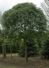 Gömb kőris, -Fraxinus ornus 'Mecsek', Tm200