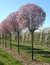 Prunus cerasifera 'Nigra' - Vérszilva, Tm220 Prunus cerasifera 'Nigra' - Vérszilva, Tm220
