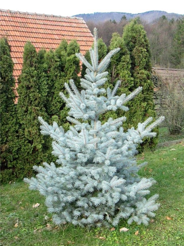 Picea pungens 'Edith' - Ezüstfenyő Picea pungens 'Edith' - Ezüstfenyő