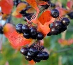 Aronia melanocarpa 'Hugin' - fekete berkenye