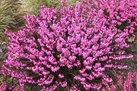 Alpesi erika - Erica carnea Alpesi erika - Erica carnea
