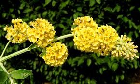 Buddleja wdavidii - Nyári orgona