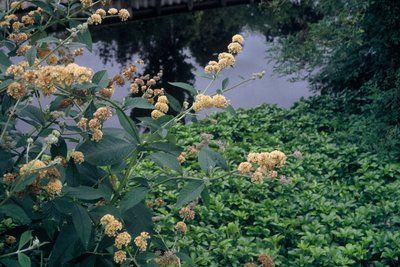 Buddleja wdavidii - Nyári orgona