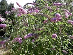 Buddleja wdavidii - Nyári orgona