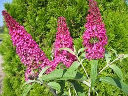 Buddleja wdavidii - Nyári orgona