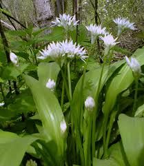 Allium ursinum - medvehagyma Allium ursinum - medvehagyma