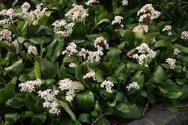 Bergenia cordifolia 'Bressingham White' - Szívlevelű bőrlevél 