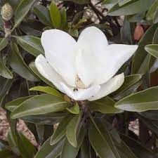 Magnolia Grandifolra 'Little Gem' - oszlopos örökzöld liliomfa, K5