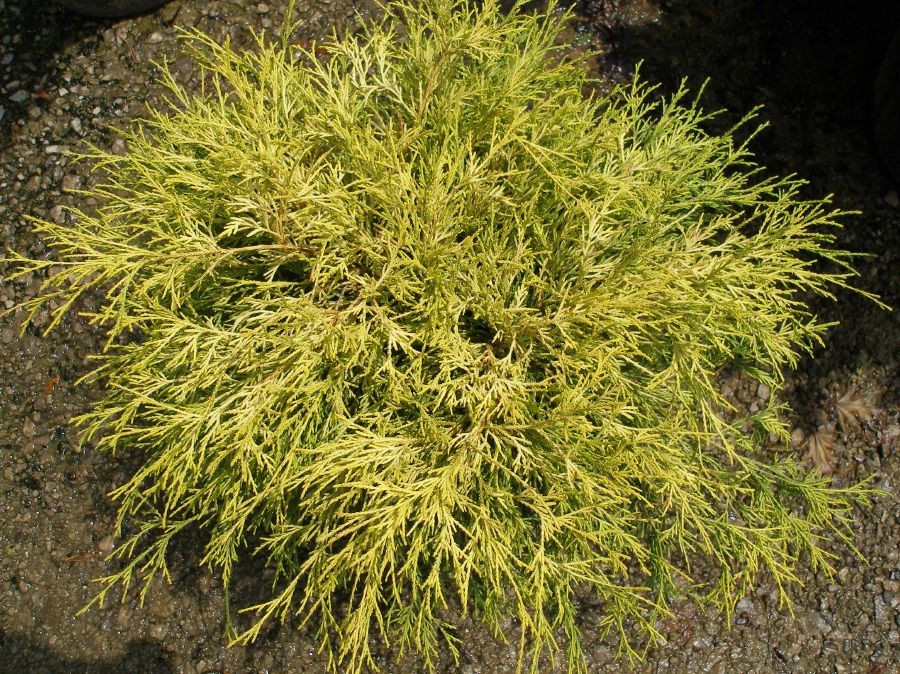 Chamaecyparis pisifera Filifera 'Aurea Nana'-Szavára hamisciprus Chamaecyparis pisifera Filifera 'Aurea Nana'-Szavára hamisciprus