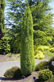 Juniperus communis 'Sentinel' - Sentinel boróka, k3, 40 cm