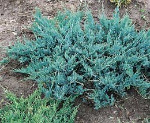 Juniperus horizontalis 'Blue Chip' - Kék kúszó henyeboróka, K4
