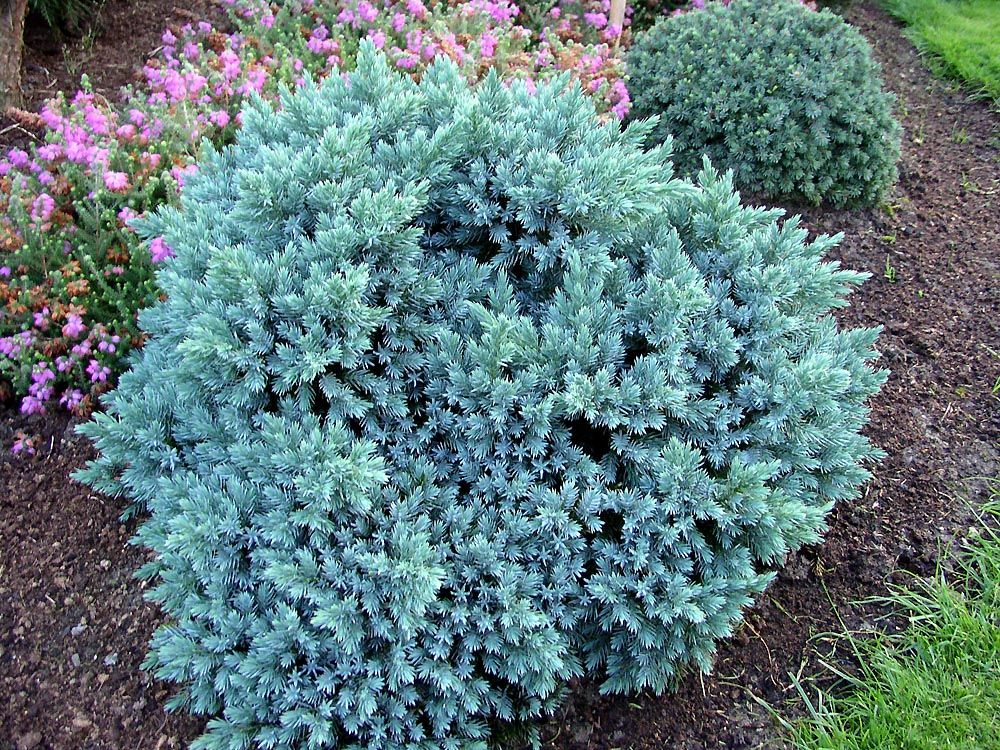 Juniperus squamata '"Blue Star' - Kék törpe boróka