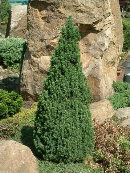 Picea glauca ’Conica’ - Cukorsüveg fenyő 60/80 cm