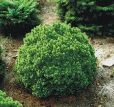 Picea glauca 'Alberta Globe '- Törpe Gömb cukorsüvegfenyő Picea glauca 'Alberta Globe '- Törpe Gömb cukorsüvegfenyő