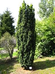 Taxus baccata 'Fastigiata Robusta' - Oszlopos tiszafa, fld., 80/100 cm