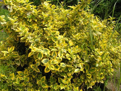 Euonymus fortunei 'Emerald'n Gold' - kecskerágó