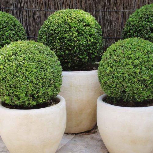 Buxus microphylla 'Faulkner' gömb - Törpe puszpáng 60-80cm