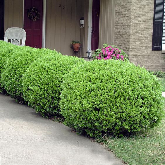 Buxus microphylla 'Faulkner' gömb - Törpe puszpáng 60-80cm