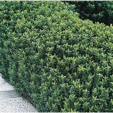 Euonymus japonicus 'Green Spire' - Oszlopos japán kecskerágó Euonymus japonicus 'Green Spire' - Oszlopos japán kecskerágó