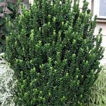 Euonymus japonicus 'Green Spire' - Oszlopos japán kecskerágó Euonymus japonicus 'Green Spire' - Oszlopos japán kecskerágó