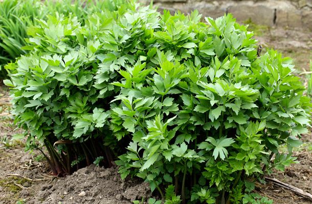 Levisticum officinale - lestyán Levisticum officinale - lestyán