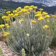 Helichrysum italicum - Olasz szalmagyopár, curryfű