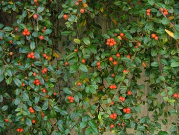 Cotoneaster dammeri 'Skogholm' - Terülő madárbirs Cotoneaster dammeri 'Skogholm' - Terülő madárbirs
