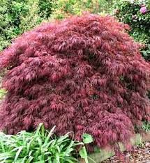Acer palmatum ’Crimson Queen’ - Japán juhar, K18