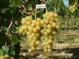 Italia csemegeszőlő, kont. Italia csemegeszőlő, kont.
