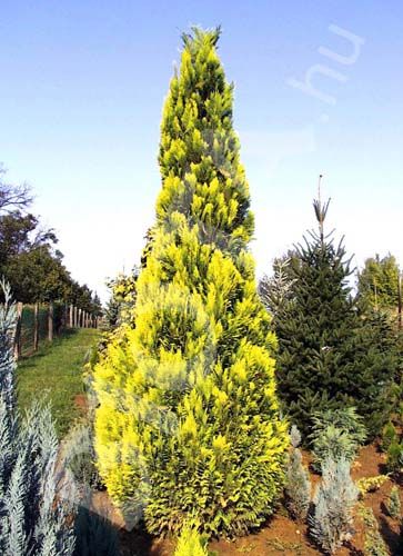 Chamaecyparis lawsoniana 'Barabits Gold' - Oregoni hamisciprus Barabits Gold fajtája 100/125 cm