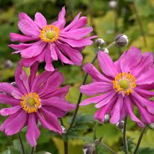 Anemone 'Prinz Heinrich' - őszi szellőrózsa