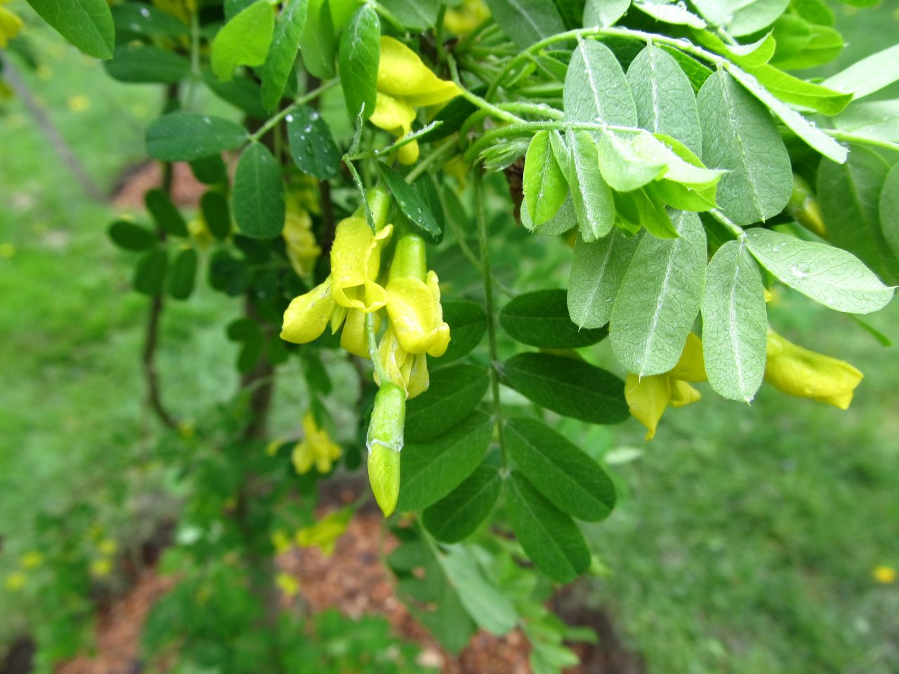 Caragana arborescens 'Pendula' - Csüngő ágú borsófa TM 150