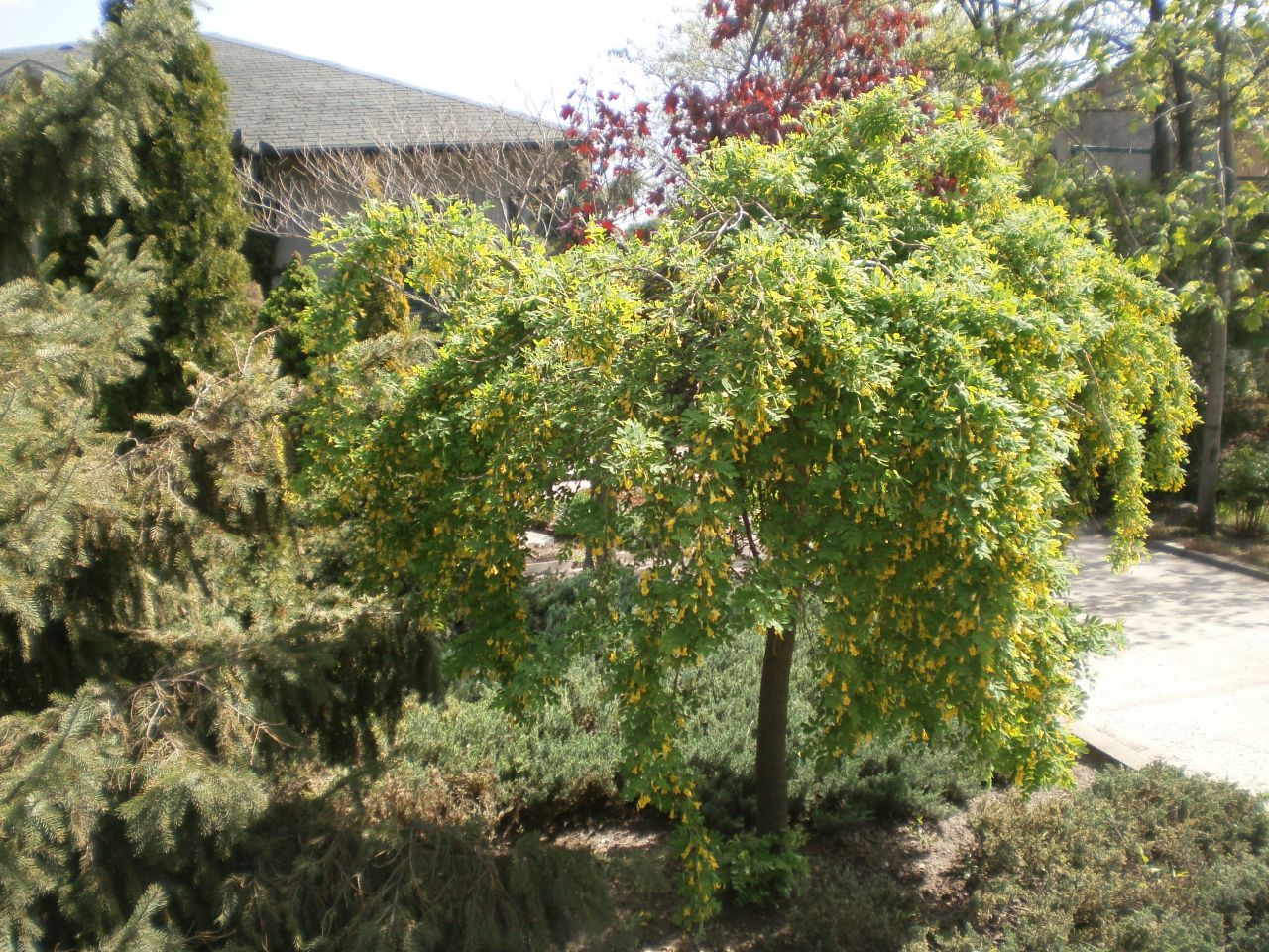 Caragana arborescens 'Pendula' - Csüngő ágú borsófa TM 150