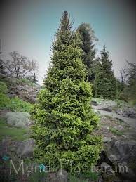 Picea abies ’Wil's Zwerg’ - Törpe lucfenyő, fld. 60/80 cm