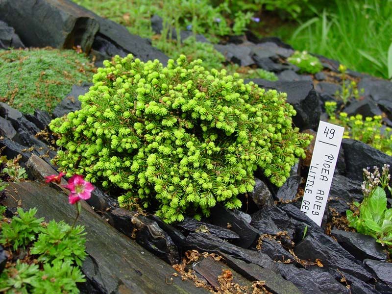 Picea abies 'Little Gem' - Törpe fészekfenyő