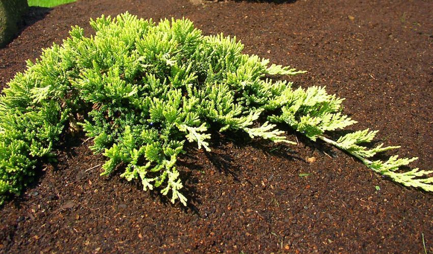 Juniperus Horizontalis 'Golden Carpet' - Arany henye boróka