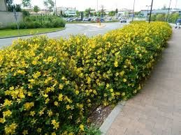 Hypericum inodorum - bordó bogyós orbáncfű