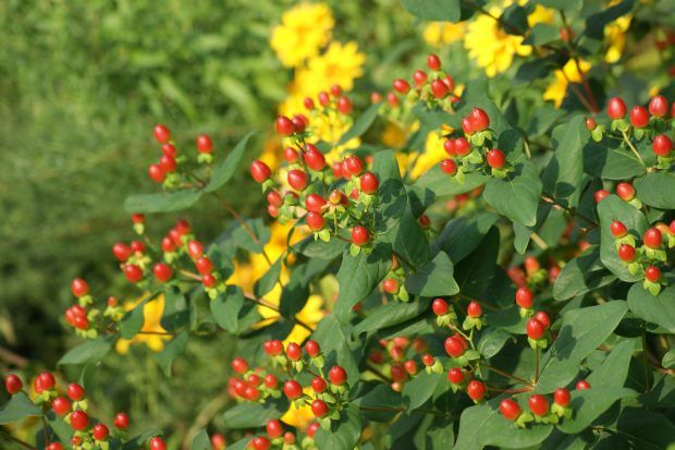 Hypericum inodorum - bordó bogyós orbáncfű