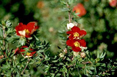 Potentilla fruticosa 'Marian red' - Cserjés pimpó