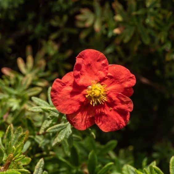 Potentilla fruticosa 'Marian red' - Cserjés pimpó