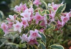 Weigela florida 'Nana Variegata' - Tarka levelű rózsalonc